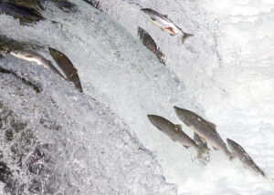 Salmon swimming upstream