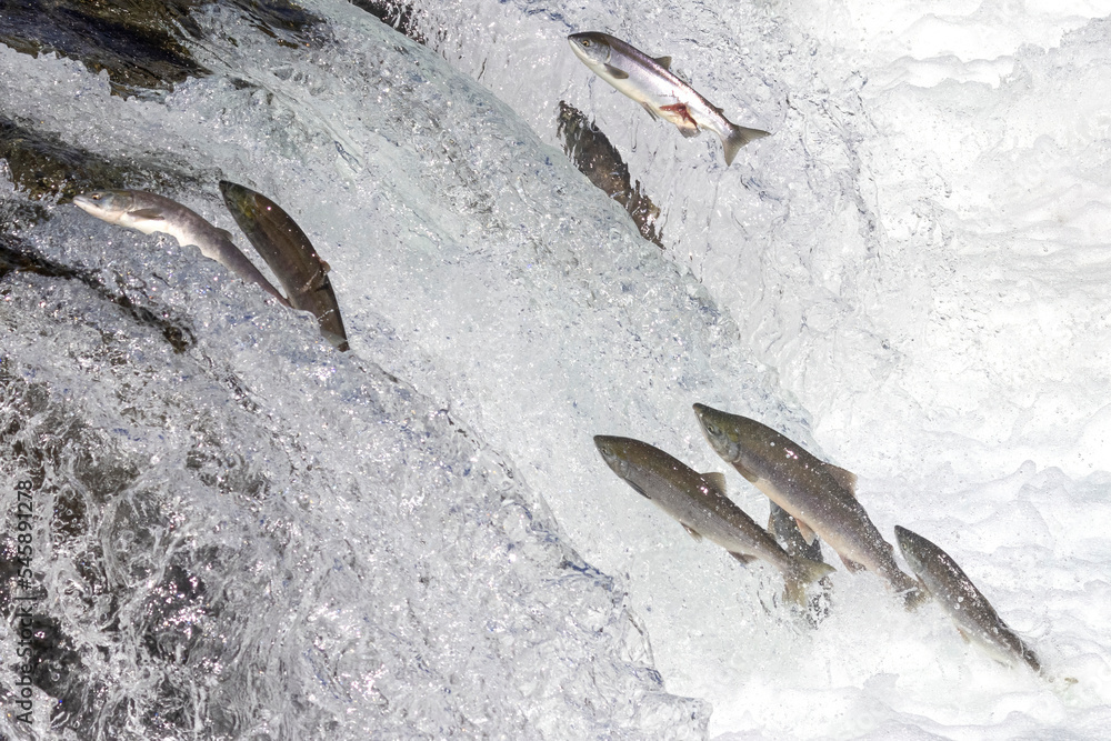 Salmon swimming upstream