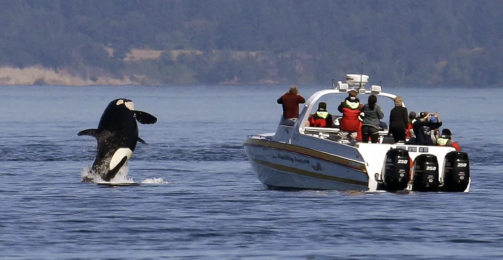 An orca whale leaps out of the water near a whale-watching boat whose passengers happen to be looking the other way near the San Juan Islands in July 2015. The state Fish and Wildlife Commission has adopted stricter rules around whale watching of southern resident orcas.