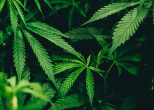 Image of cannabis plant