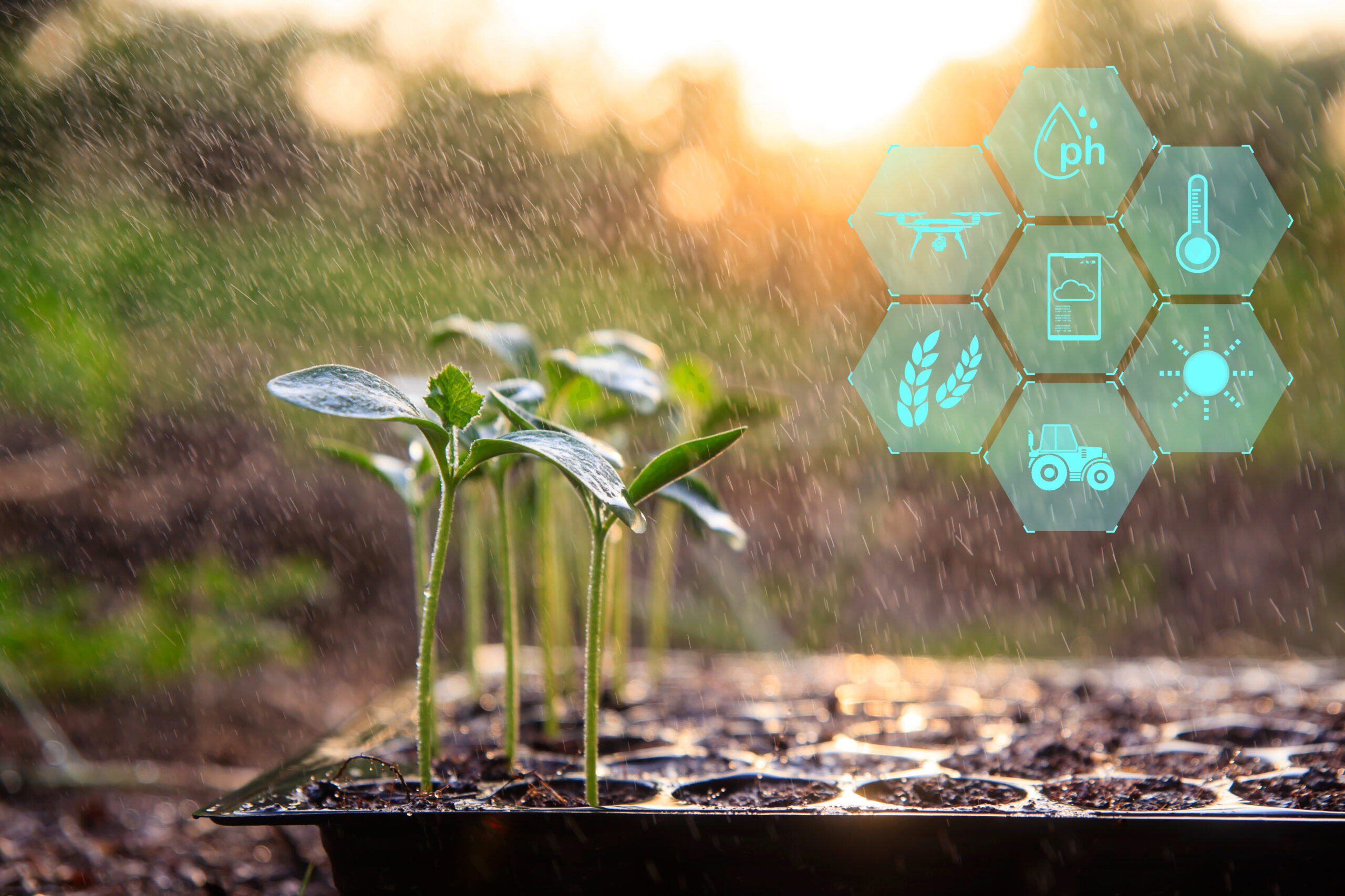 Young plant with cyber display of technological smart farming agriculture.